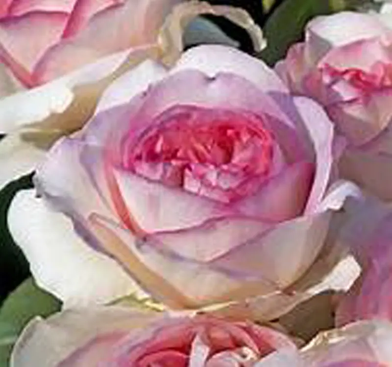 rose-boreale-2025 Variété Gruaud Larose vainqueur du concours de la rose du jardin aux journées de la Rose 2023 à Doué-en-Anjou
